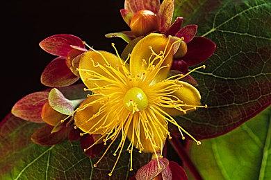 系列最初四款作品合集《索尼克：起源》正式发售